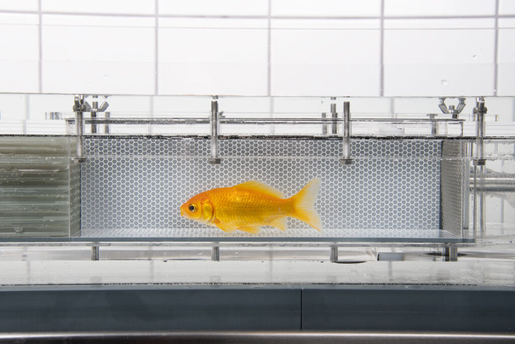 Goldfish (Loligo Systems)